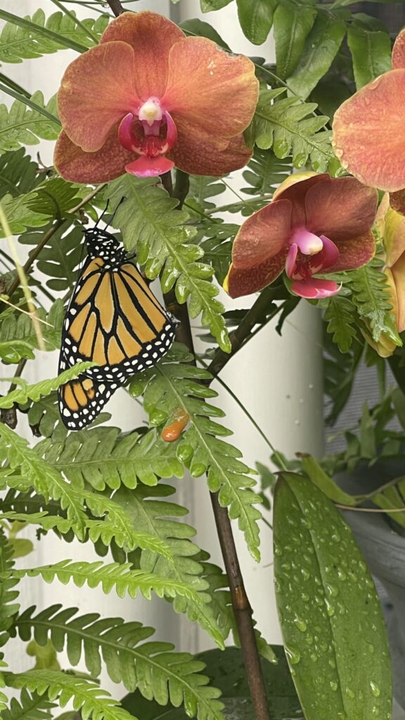 Butterfly on ferns