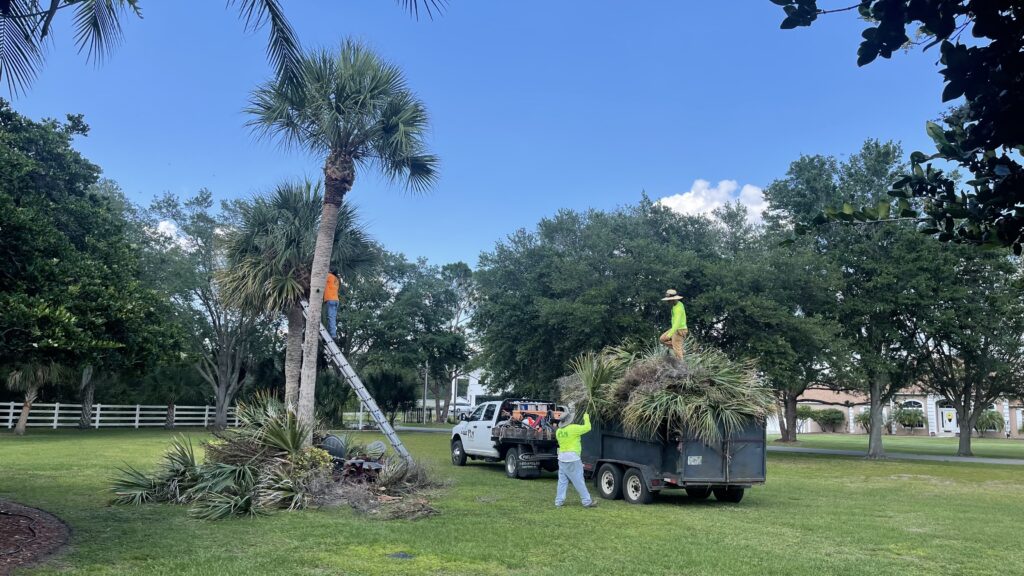 palm tree trimming crew in yard