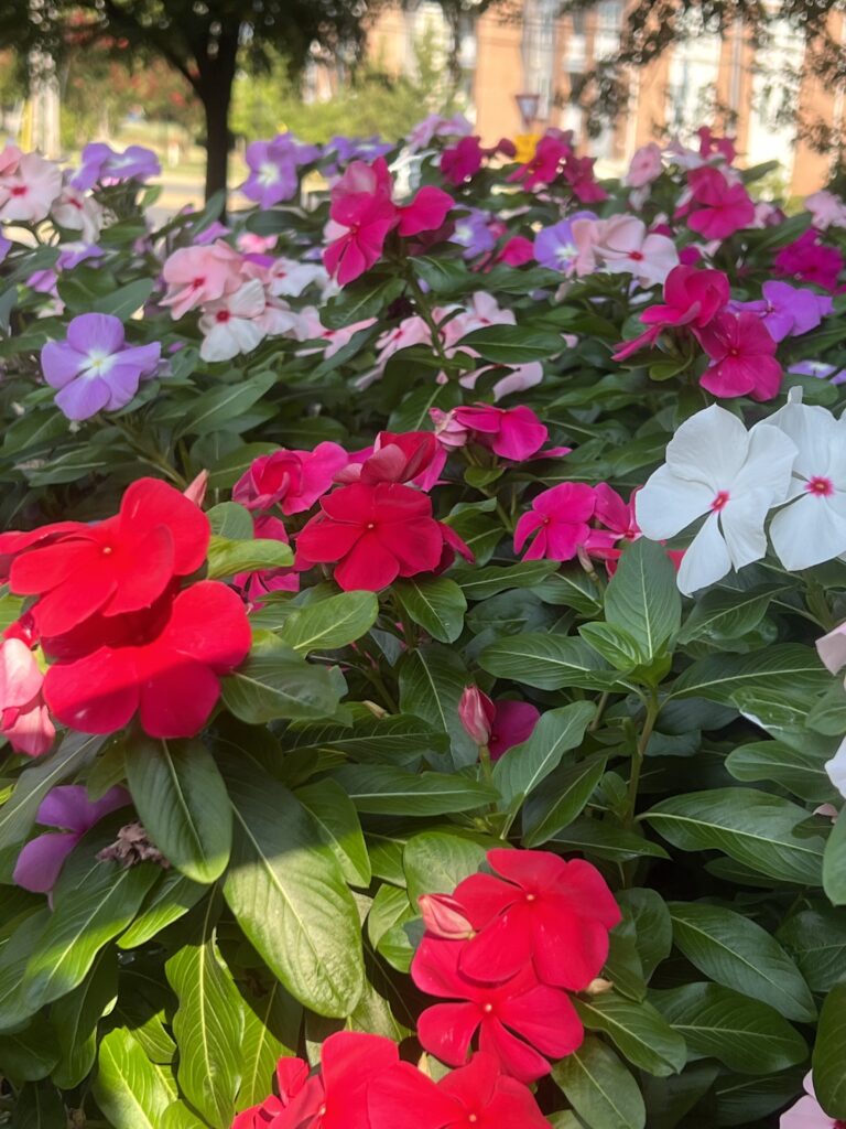 Flowers