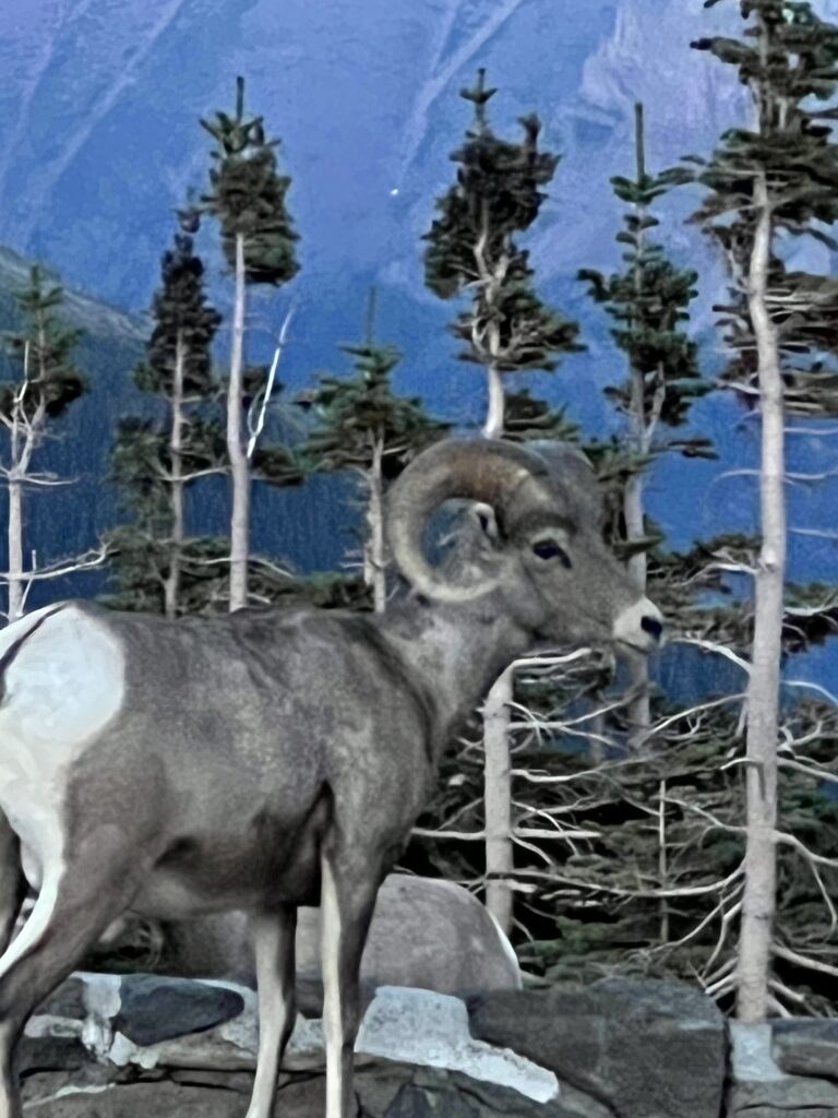 Big horn sheep