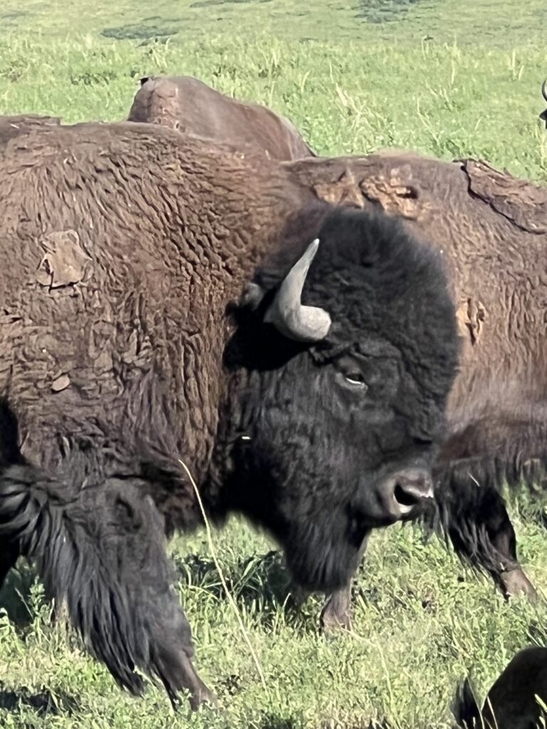 Buffalo closeup headshot